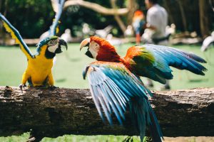 Types of Macaws