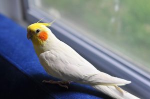 What Size Cage Does a Cockatiel Need