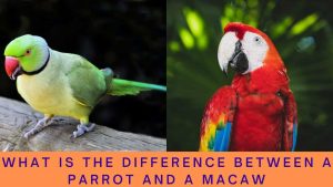 Difference between a parrot and a macaw? Detail Explained – Macaw Land