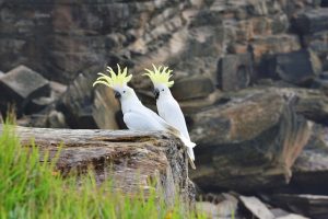 Which Bird is Perfect for you between Macaw VS Cockatoo