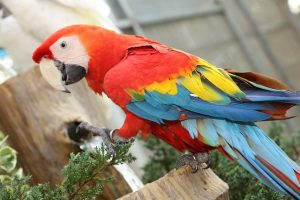 Why is A&E Cage Co. Macaw Cage