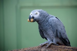 African Grey VS Cockatiel Diet & Nutrition