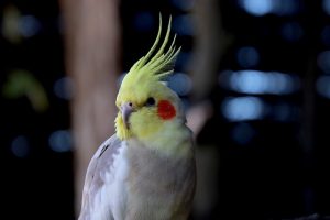 African Grey VS Cockatiel Health Care