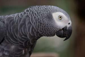 African Grey VS Cockatiel Lifespan