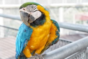 Blue and Yellow Macaw Lifespan In Wild and Captivity
