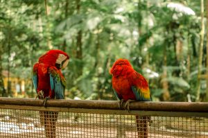 Catalina Macaw vs Harlequin Macaw