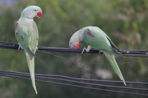 Foods to Avoid for Indian Ringnecks Parrot