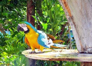 Games you can play with Macaw