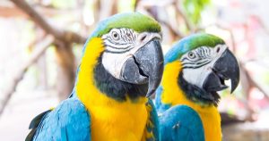 Get in touch with local avian veterinarians to see if they know anyone looking to adopt a Macaw