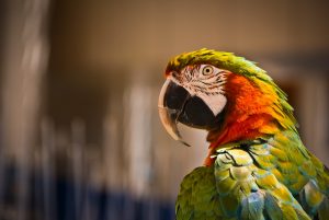 Harlequin Macaw vs Scarlet Macaw Personality & Behaviour