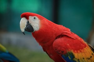Harlequin Macaw vs Scarlet Macaw Size