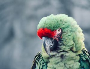 How Long Can a Military Macaw Live Without Food