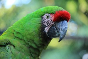 How Long Does a Military Macaw Live