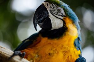 How To Care For A Scarlet Macaw