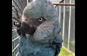 How long do Spix macaws live in captivity