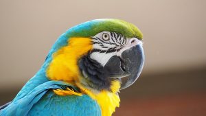 How to Identify the Differences Between a Male & Female Macaw