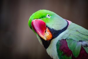 How to Take Care of Indian Ringneck Parrot