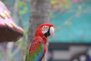 Red and Green Macaw