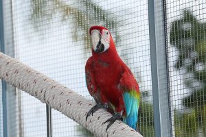 Red and green Macaw- Common Health Issues