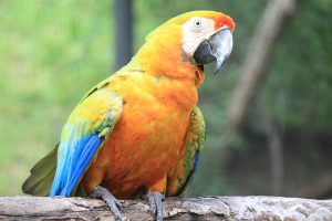 Scarlet Macaws Are Enough Intelligent In Speech & Vocalizations