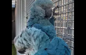 Spix Macaw Total Captive Number