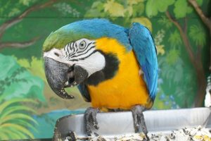 Steps to Ensure a Long and Healthy Life for Blue and Yellow Macaw
