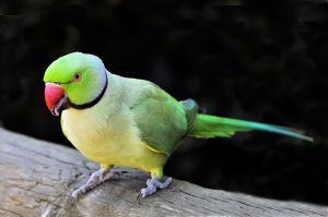 The Food List for Indian Ringneck Parrot