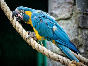 Things To Consider While Keeping Your Macaw Warm