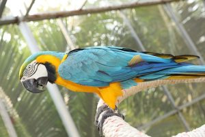 What Temperature Is Too Cold For A Macaw