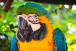 Where to Adopt or Buy a Scarlet Macaw & How Much Does It Cost