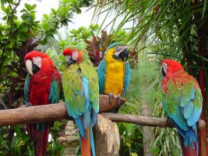 Are Apples Good for Macaws