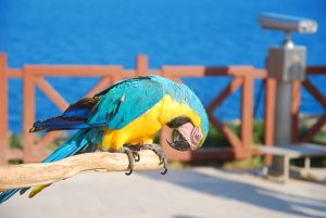 Can Macaws Eat Apple Seeds