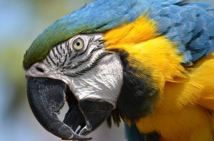 Common foods amount and important ingredients eat macaw