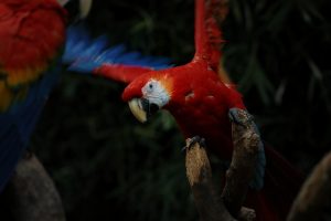 Do Pet Macaws Fly Away