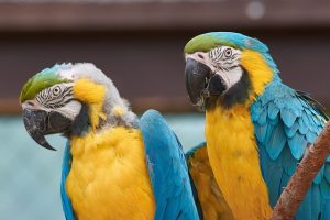 How Many Times To Feed Blue and Gold Macaw