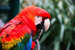 Species Of Endangered Macaws