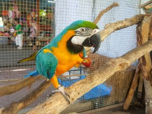 What do Pet Macaws Eat