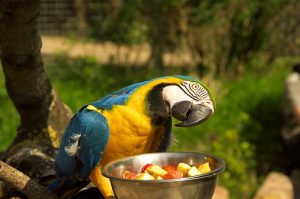What to Feed Blue and Gold Macaw