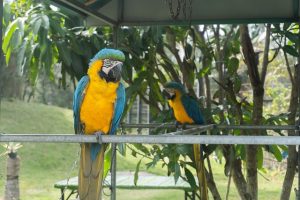 What to Feed Your Macaw