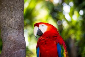 Why Macaws are Endangered
