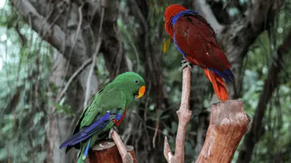 eclectus parrot price