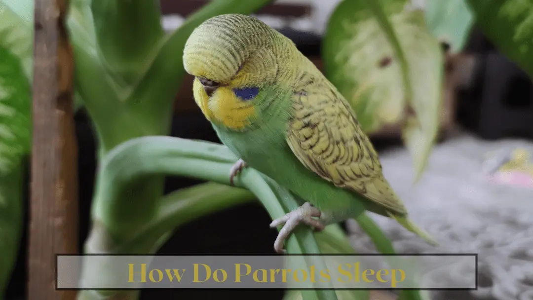 How Do Parrots Sleep? 10 Common Amazing Parrot Sleeping Positions