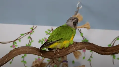 how much does a senegal parrot cost
