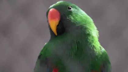 how much does an eclectus parrot cost