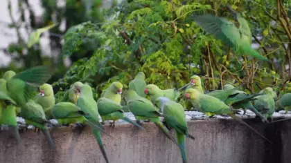 how to attract parrots to your balcony