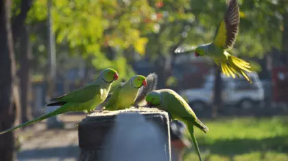 how to attract parrots to your yard