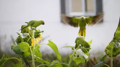 how to attract wild parrots