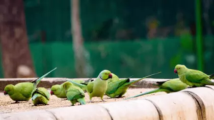 parrot feeder outdoor