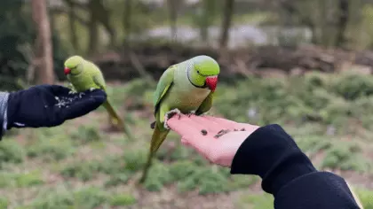 parrot healthy food