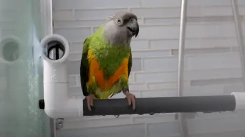 senegal parrot cost